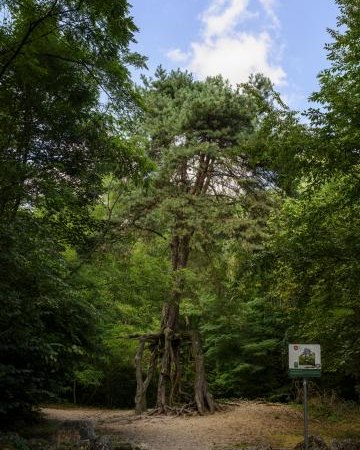 Sosna na szczudłach