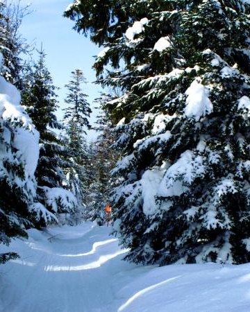 Trasy narciarstwa biegowego