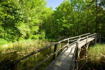 Ścieżka przyrodniczo -­ leśna „Bluszcze