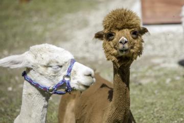 Alpaki - Żywe Ogrody Królestwo Zwierząt