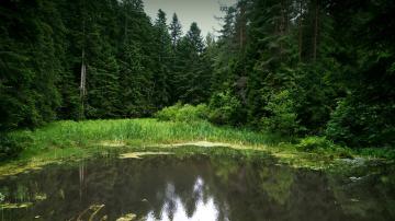 Czarna Młaka (pomnik przyrody)