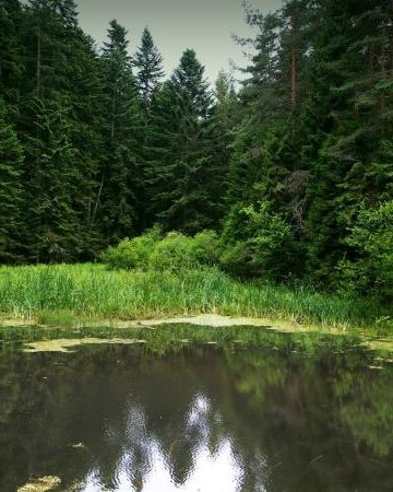 Czarna Młaka (pomnik przyrody)