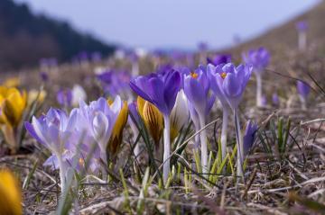 Krokusowy zawrót głowy